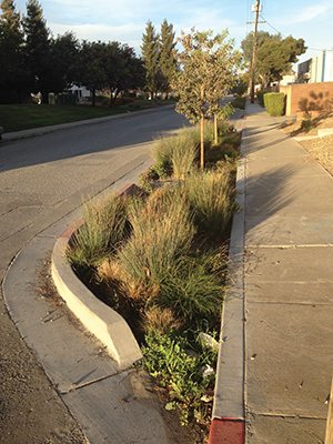 Green LID, Bransten Avenue, San Carlos. Photo courtesy Matt Fabry
