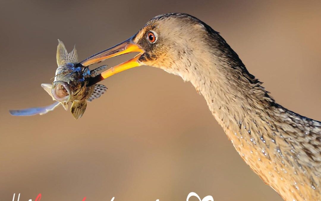 Do You Love the San Francisco Bay (and Delta)?