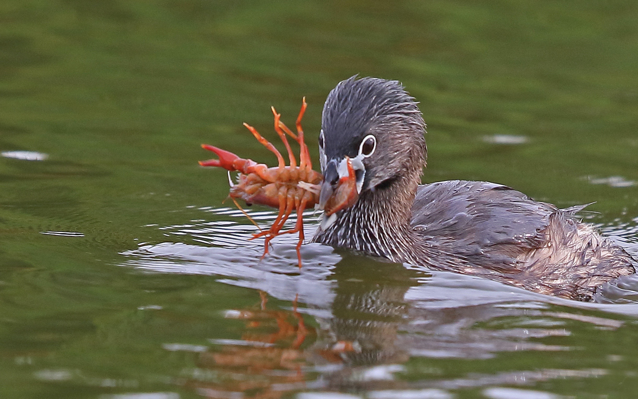 Piedbilled grebes are providing valuable biocontrol services in the