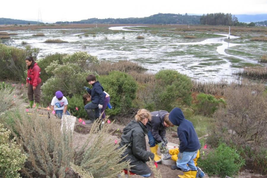 Planting by Point Blue's STRAW Program