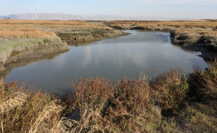 Palo Alto Horizontal Levee Project