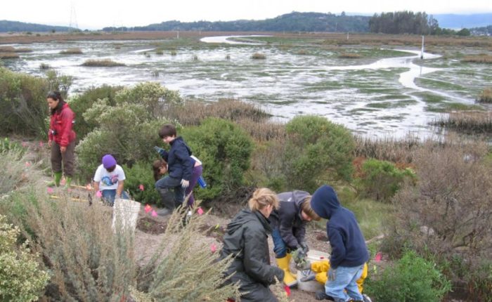 Plantings by Point Blue's STRAW program