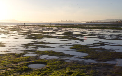 Healthy Watershed, Resilient Baylands