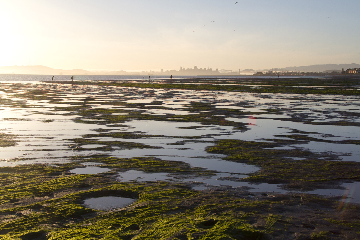 Wetlands landscape view