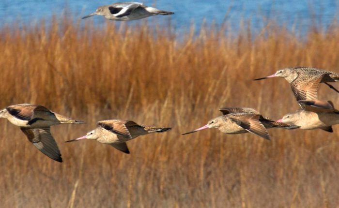 Birds flying over wetlands