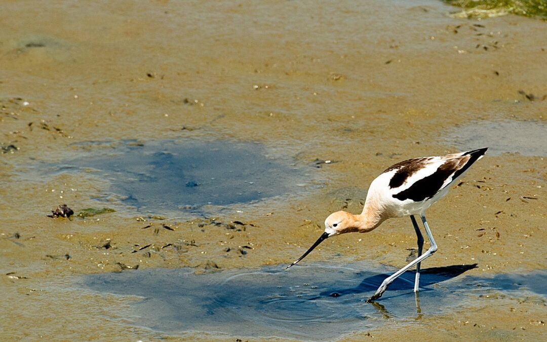 New Law Gives Big Boost to Restoration and Protection of Bay, Delta