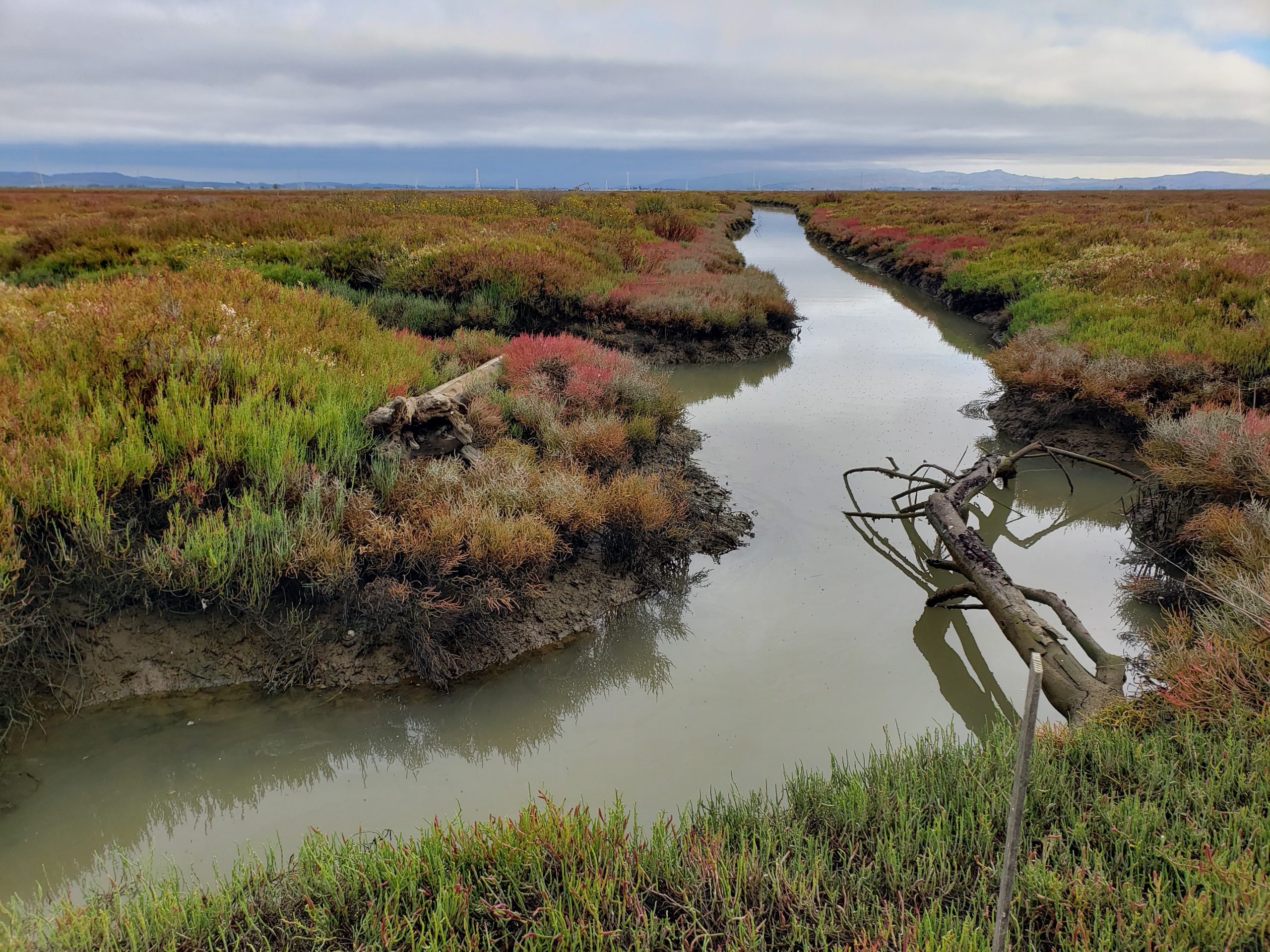 Marsh channel