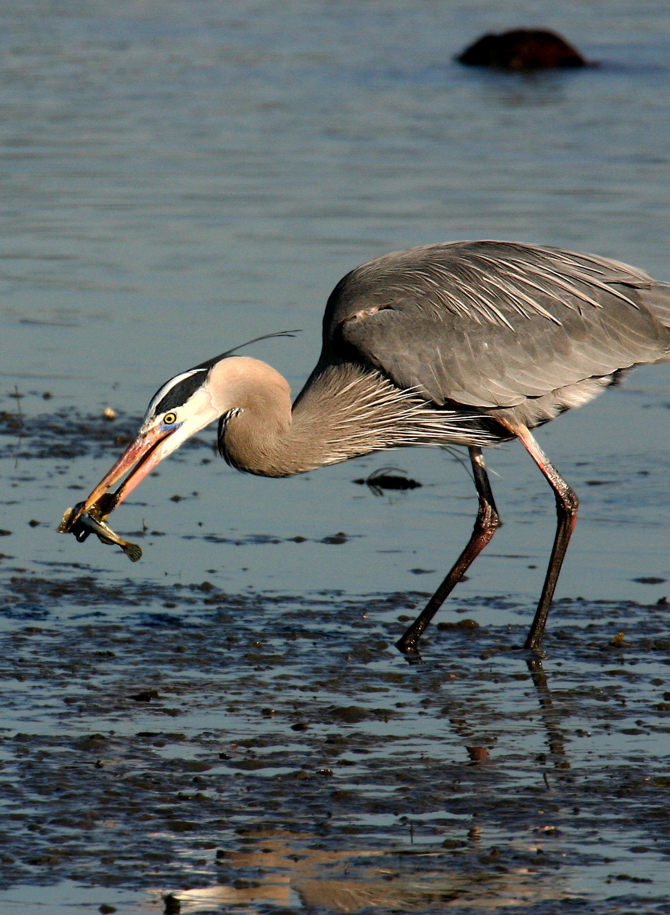 Rick Lewis Picture - heron eating in wetland