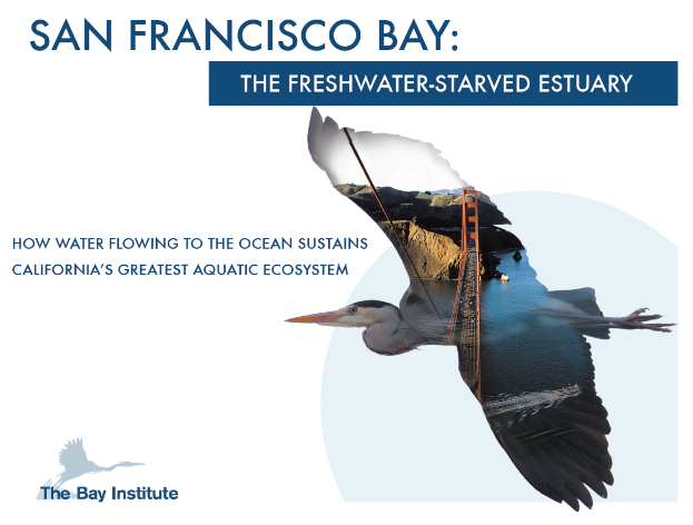 San Francisco Bay Insitute Bird