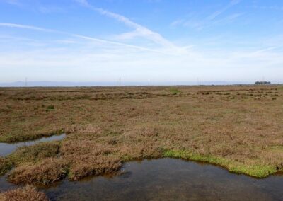 First mile project area wetland habitat