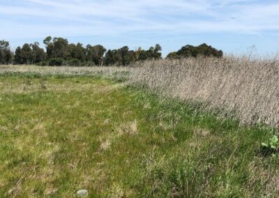 First mile project area wetland habitat