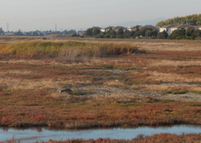 First mile project area wetland habitat