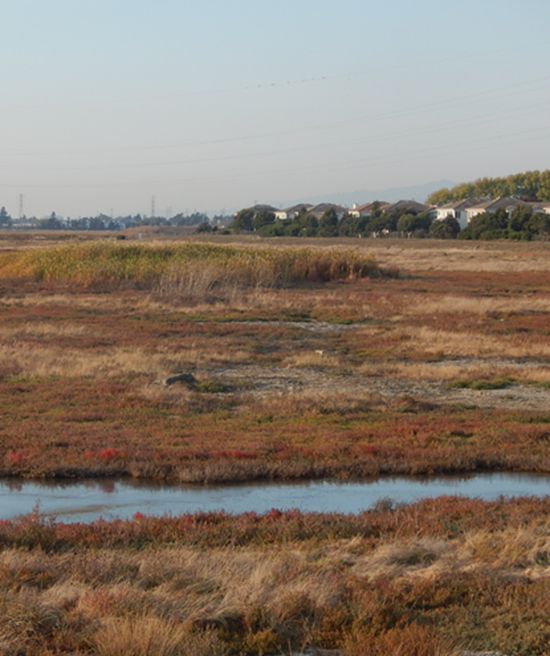 First Mile Wetlands First mile project area wetland habitat