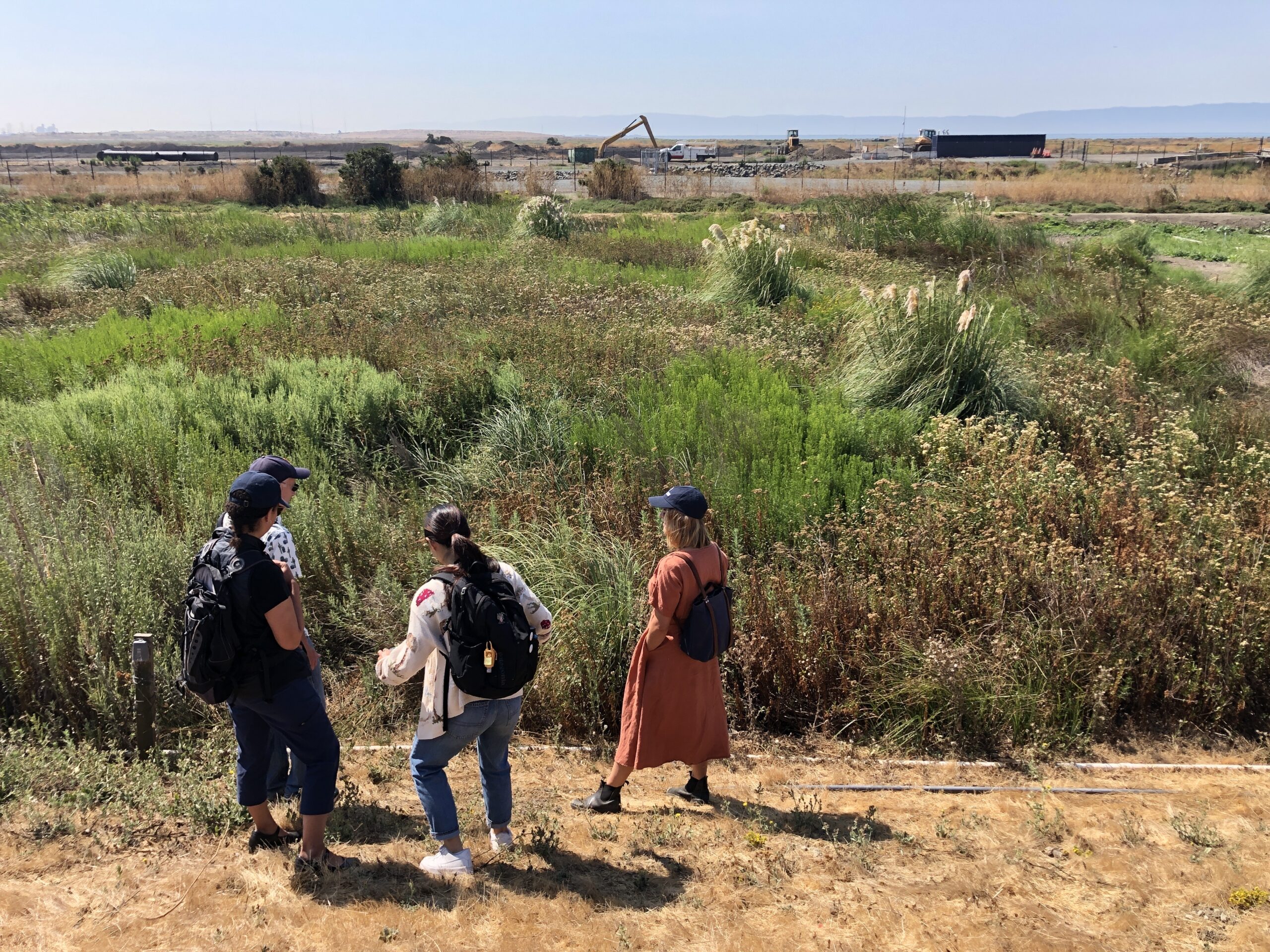 A group of three people wearing hats and backpacks stand in front of a green plot of growing wetland plants at the Oro Loma pilot horizontal levee on a bright, sunny day.