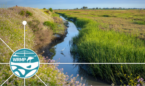 Copy-of-Resiliency-wetland-with-circles