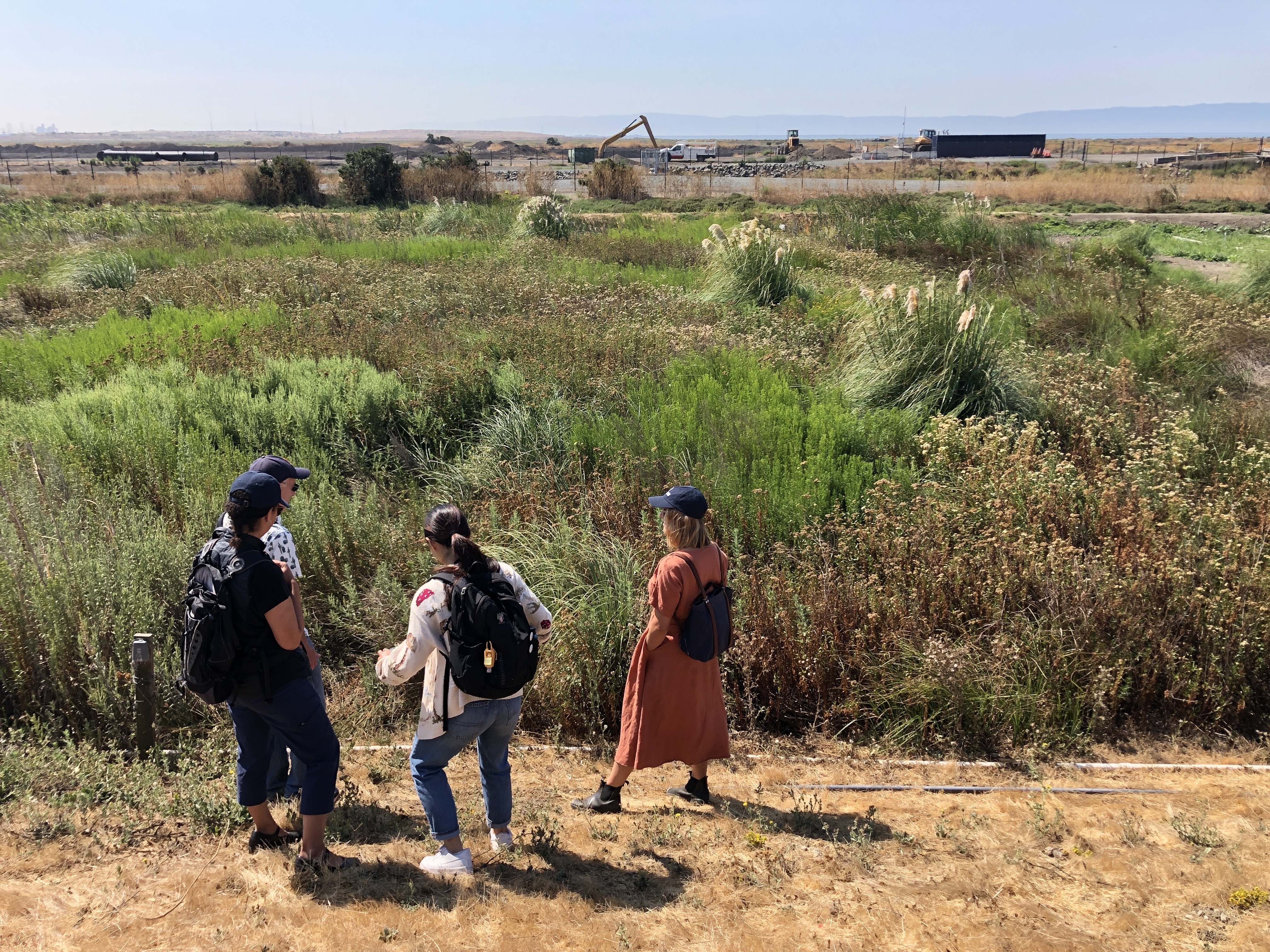 Three people walk into a wetland - the site of the Oro Loma Horizontal Levee pilot. 