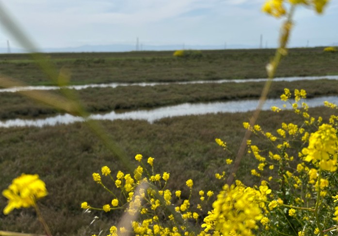Close up of yellow flowers with wetlands in the background. 