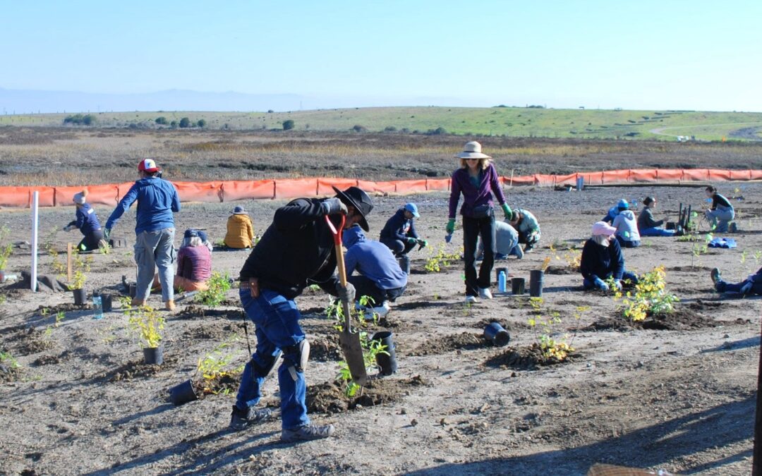 Bay Area's First Horizontal “Living Levee” Protecting Against Sea Level Rise Under Construction