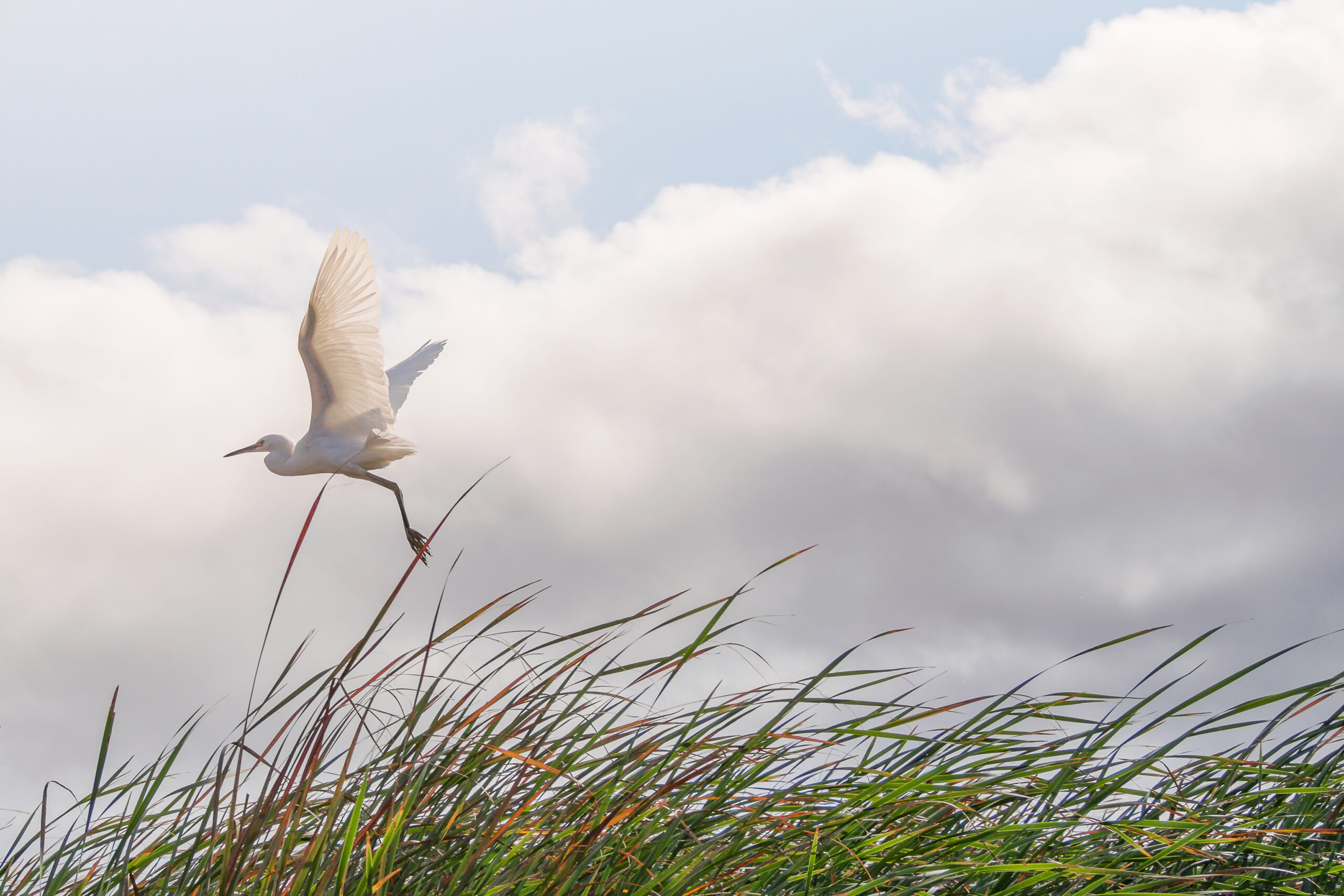 Egret flying at Coyote Hills. Photo by Shira Belazel (SFEI)
